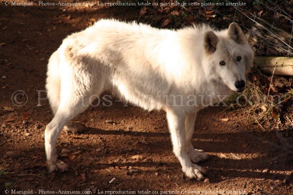 Photo de Loup