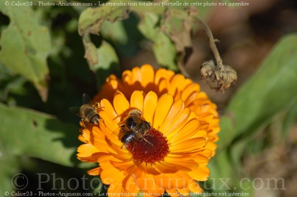 Photo d'Abeille