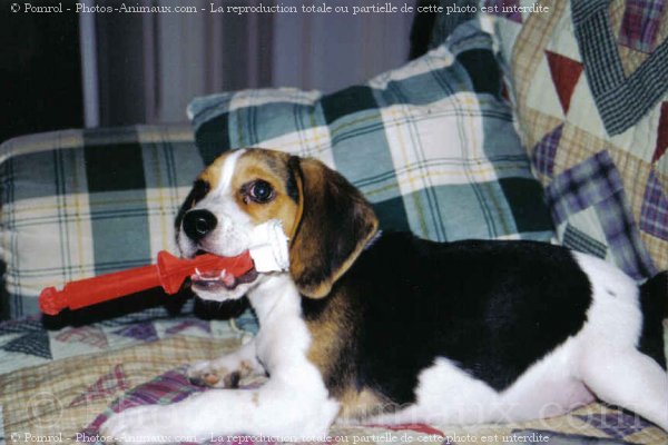 Photo de Beagle