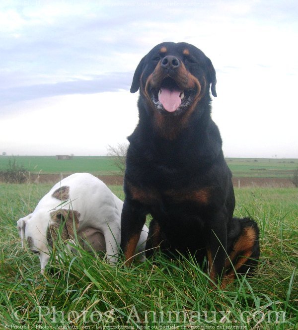 Photo de Rottweiler