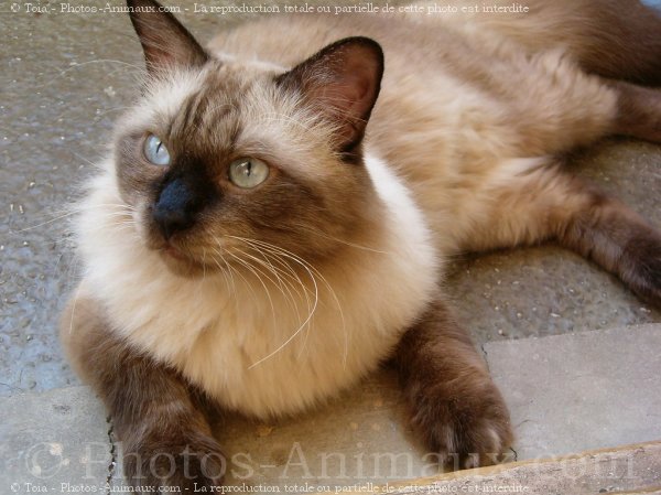 Photo de Sacr de birmanie