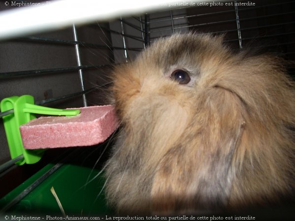 Photo de Lapin