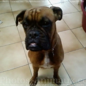 Photo de Boxer