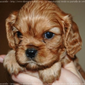 Photo de Cavalier king charles spaniel