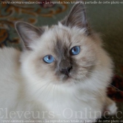 Photo de Sacr de birmanie