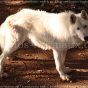 Photo de Loup