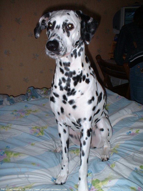 Photo de Dalmatien