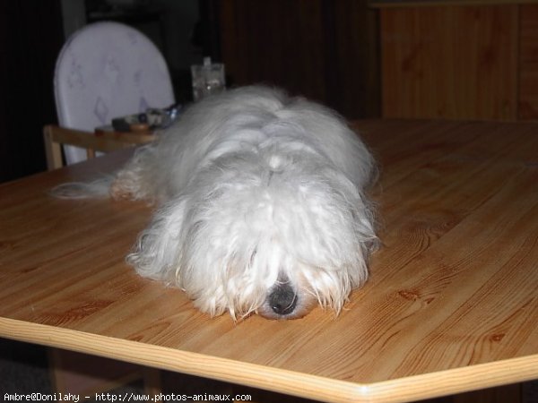 Photo de Coton de tulear