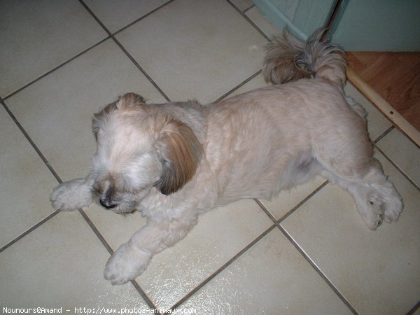 Photo de Lhassa apso