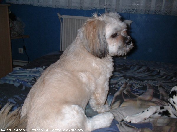 Photo de Lhassa apso