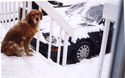 Photo de Golden retriever