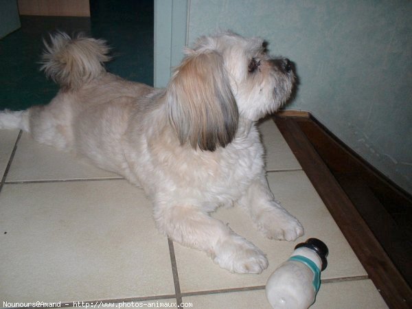 Photo de Lhassa apso