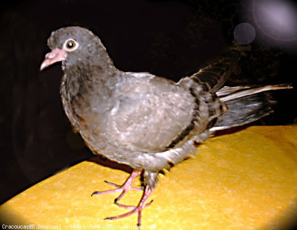 Photo de Pigeon