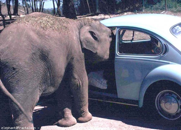 Photo d'Elphant d'asie