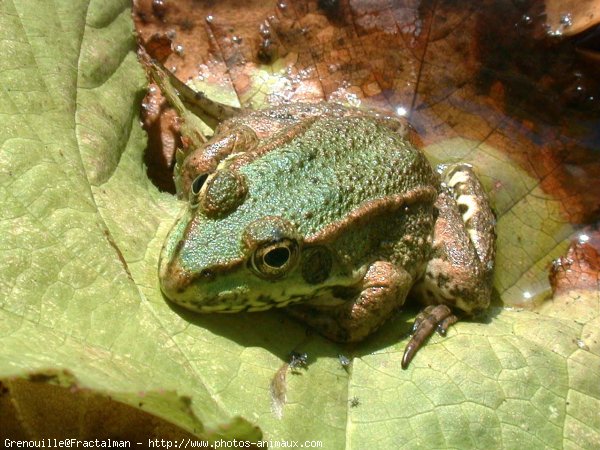 Photo de Grenouille