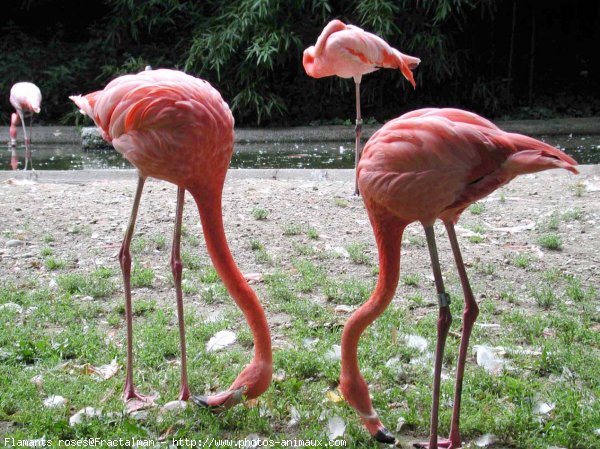 Photo de Flamand rose