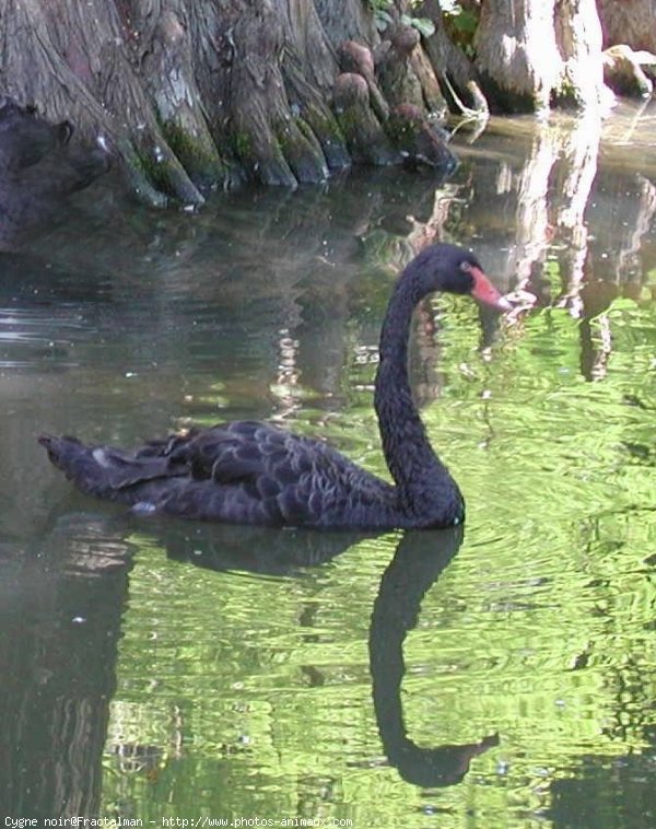 Photo de Cygne