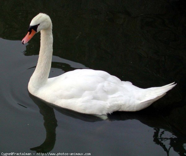 Photo de Cygne