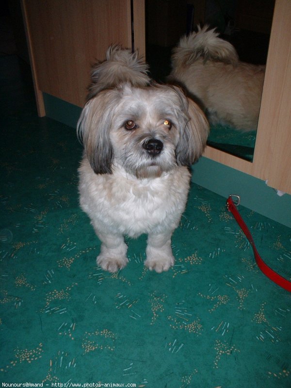 Photo de Lhassa apso