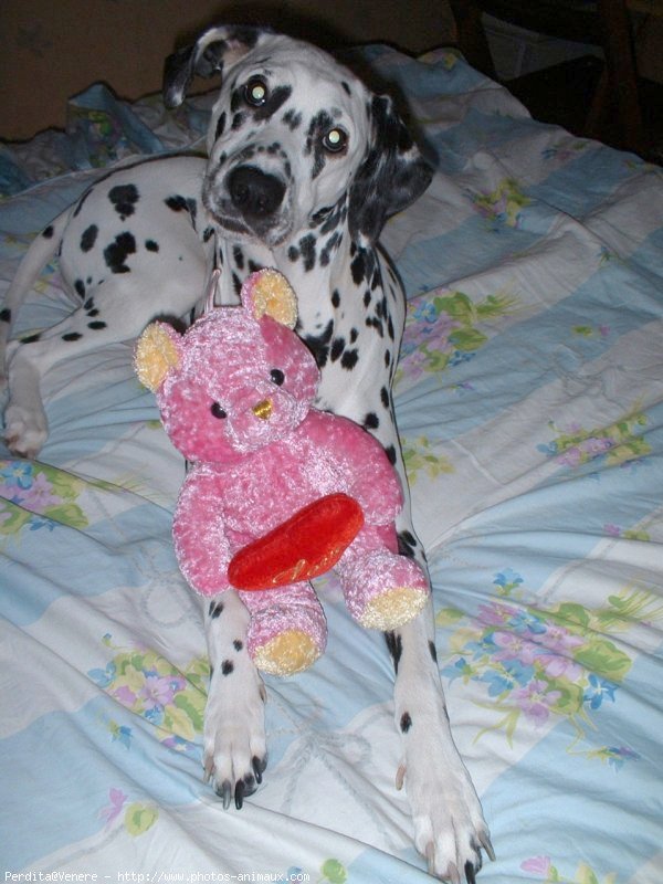 Photo de Dalmatien