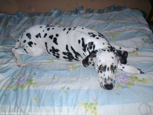 Photo de Dalmatien