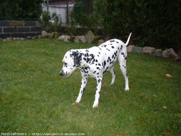 Photo de Dalmatien