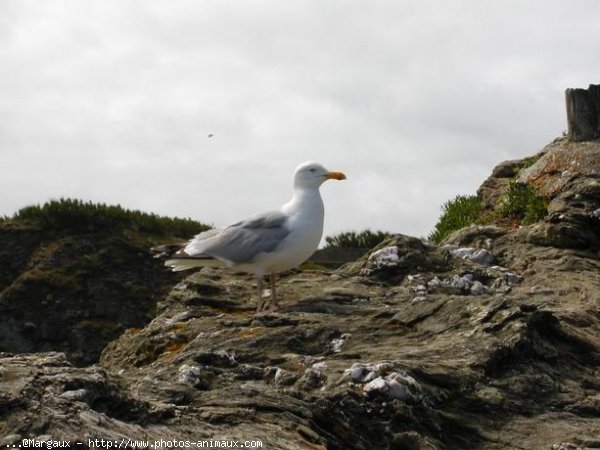 Photo de Mouette