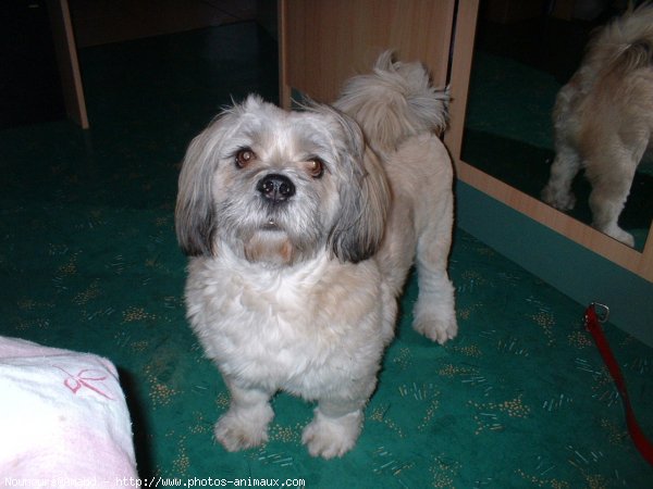 Photo de Lhassa apso