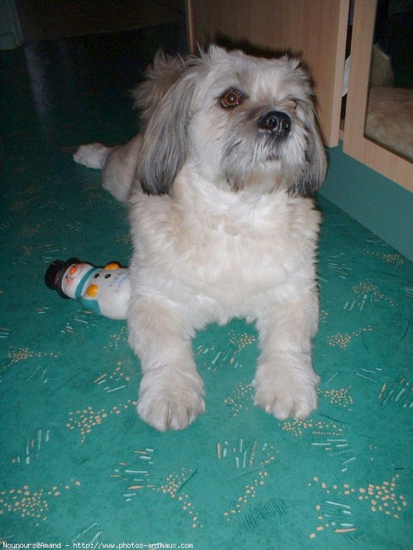 Photo de Lhassa apso