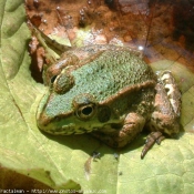 Photo de Grenouille