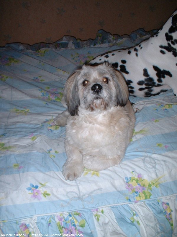 Photo de Lhassa apso