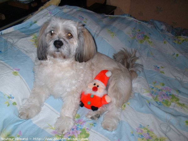 Photo de Lhassa apso