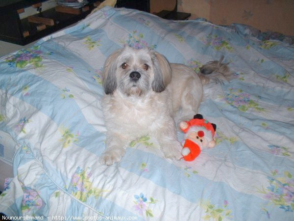 Photo de Lhassa apso