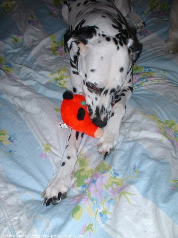 Photo de Dalmatien