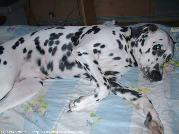 Photo de Dalmatien