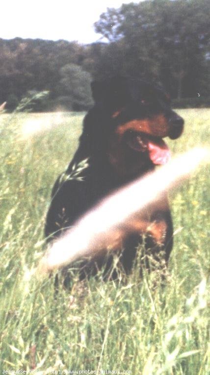 Photo de Rottweiler