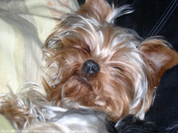 Photo de Yorkshire terrier