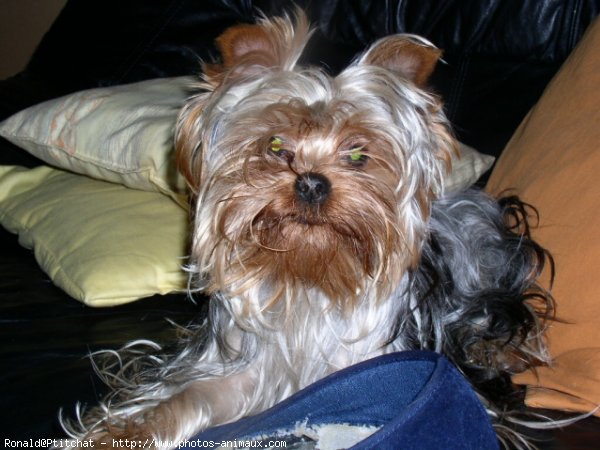 Photo de Yorkshire terrier