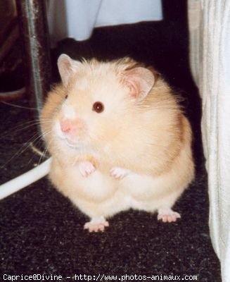 Photo de Hamster