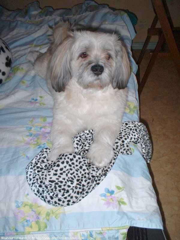 Photo de Lhassa apso