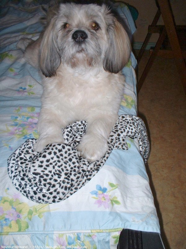 Photo de Lhassa apso