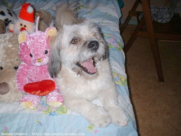 Photo de Lhassa apso