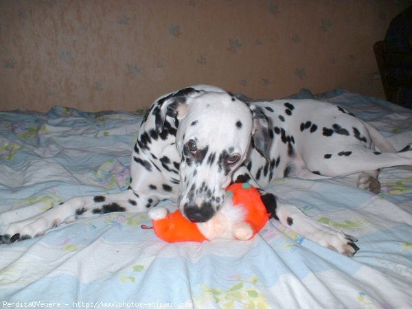 Photo de Dalmatien