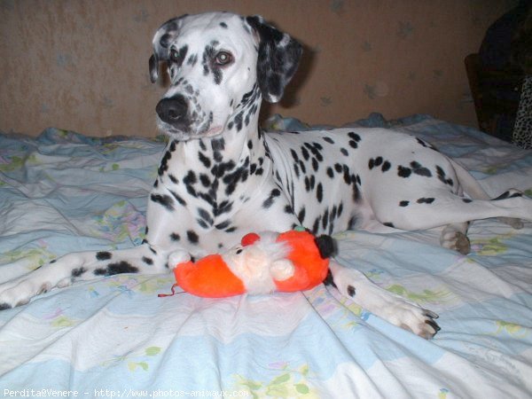 Photo de Dalmatien