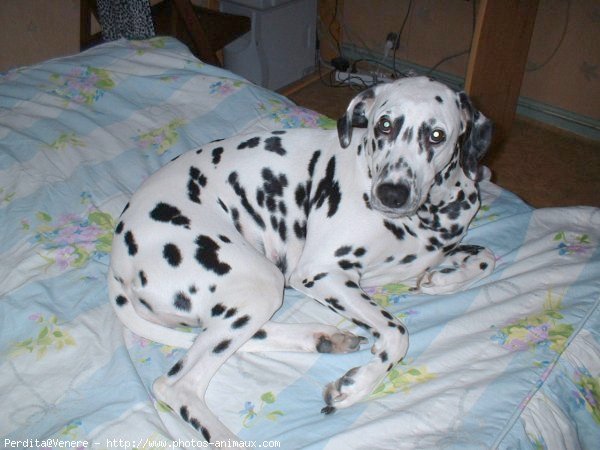 Photo de Dalmatien