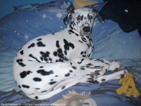 Photo de Dalmatien