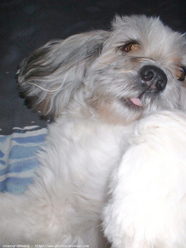 Photo de Lhassa apso