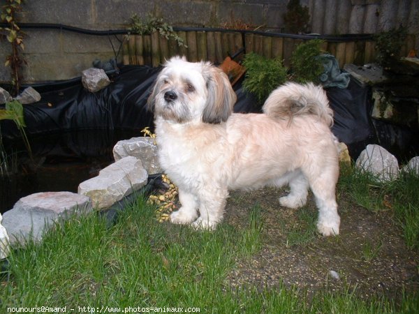 Photo de Lhassa apso