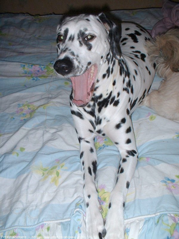 Photo de Dalmatien