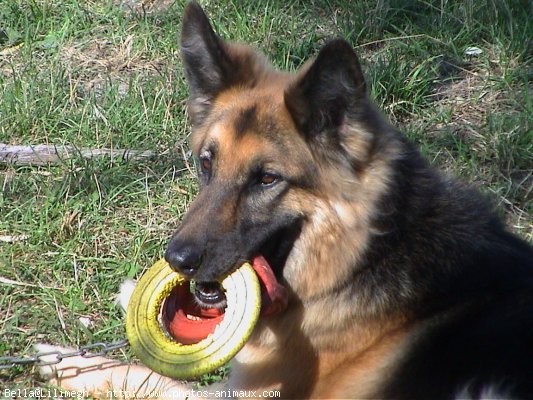 Photo de Berger allemand  poil court